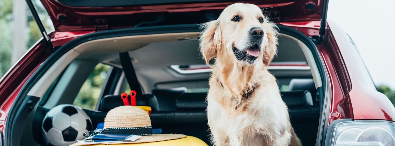 Travelling with Dogs: The Ultimate List!