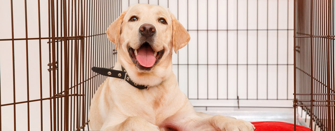 Dog Crate Setup: Your Dog Crate Questions Answered