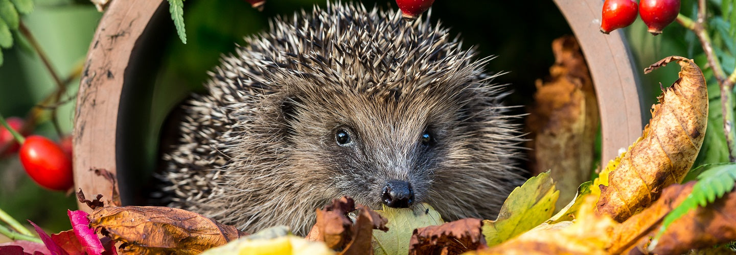How to Help Local Wildlife in Your Garden this Winter
