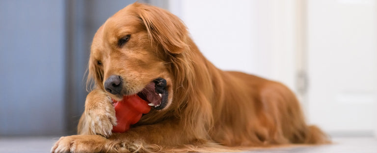 Keeping Your Dog Occupied Indoors