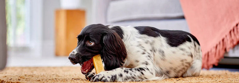 Yakers 100% Natural Dog Chews made with Himalayan Yak Milk, Everything You Need to Know Ultimate Guide.