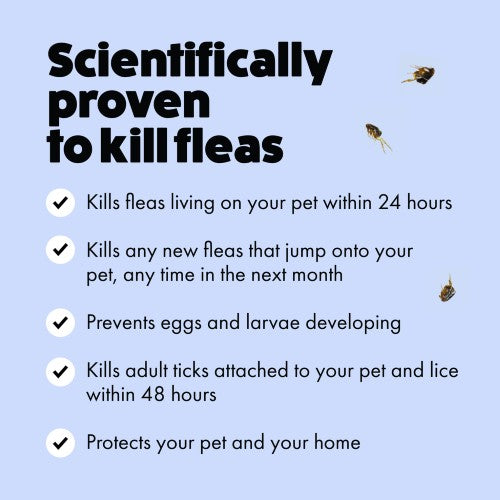 Next flea treatment clearance