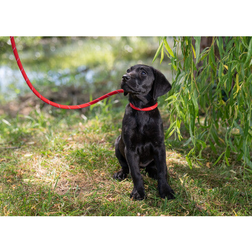 9a5a9d51832a46a97eba09f6ea201545