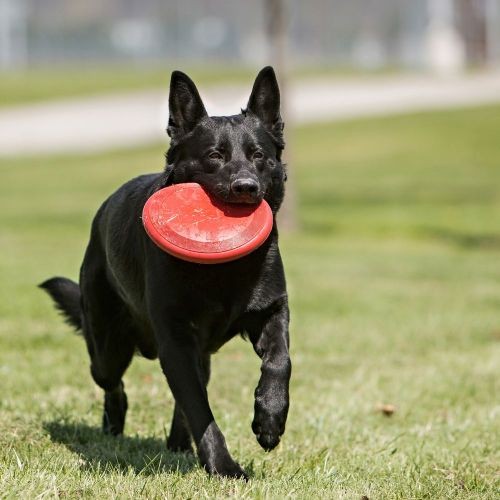 Dog frisbee sales shop